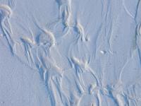 Korallenrest im Fließmuster am Strand